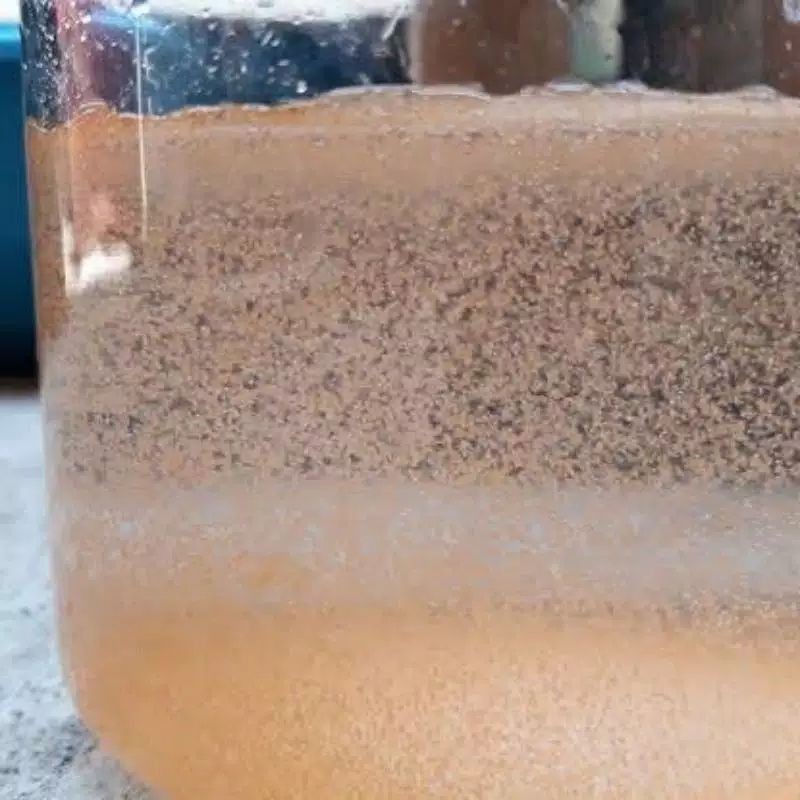 ARTEMIA HIDUP PAKAN IKAN CUPANG / IKAN GUPPY / BURAYAK CUPANG