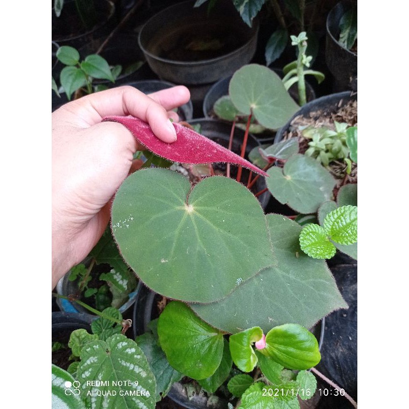 begonia karpet/ bludru