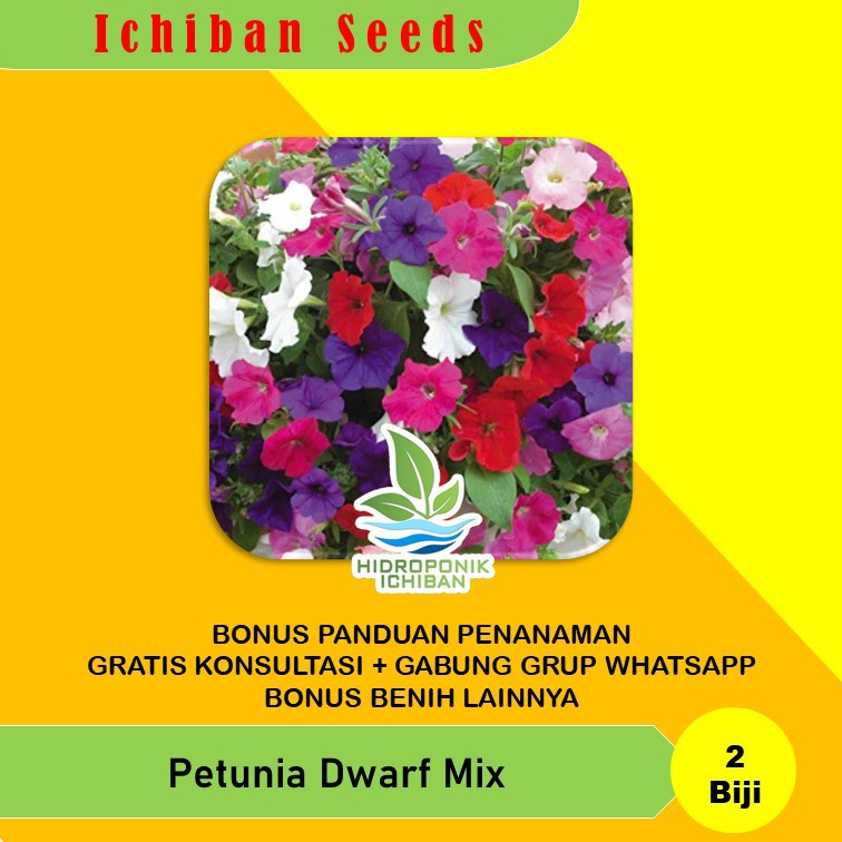 Jual Benih Bibit Biji Tanaman Hias Bunga Petunia Dwarf Mix Kemasan ...