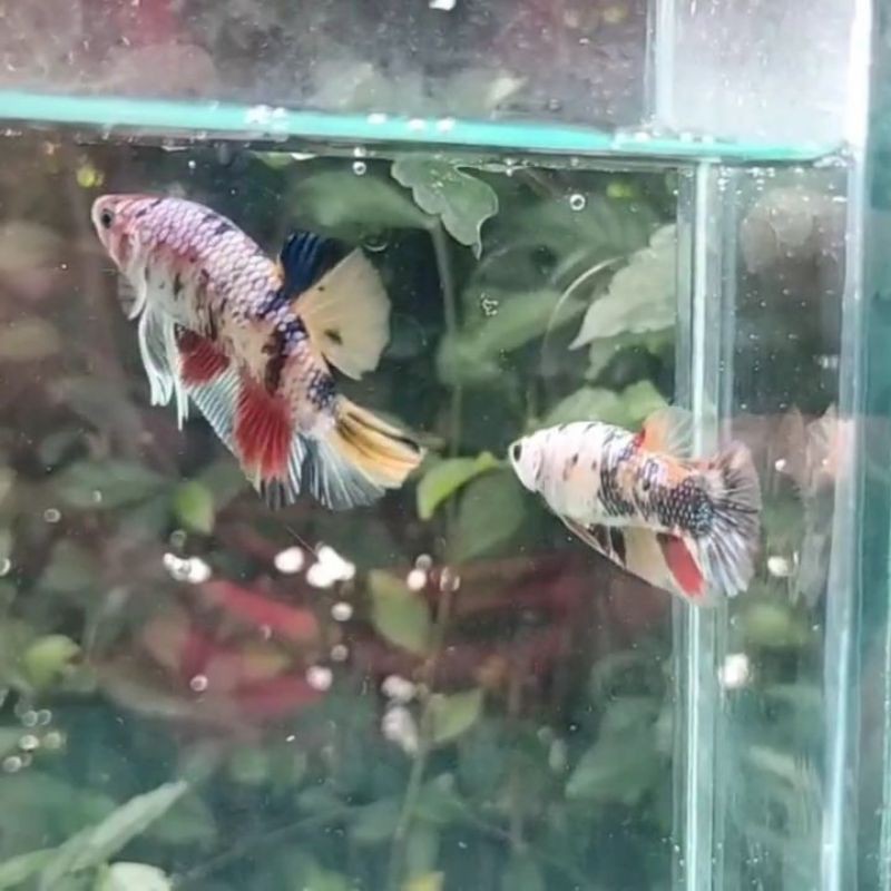 Ikan Cupang Plakat Nemo Multicolor