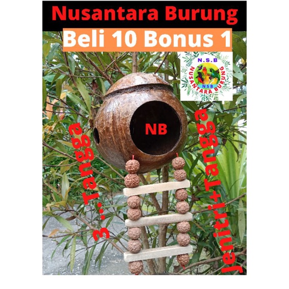 GLODOK BURUNG MURAI LOVE BIRD KENARI SARANG TELUR BATOK KELAPA