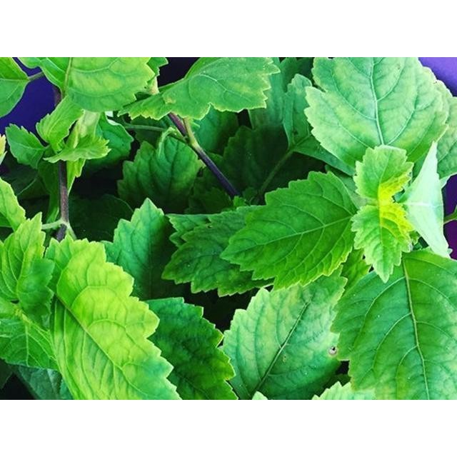 Daun nilam segar 1kg atau daun dilam