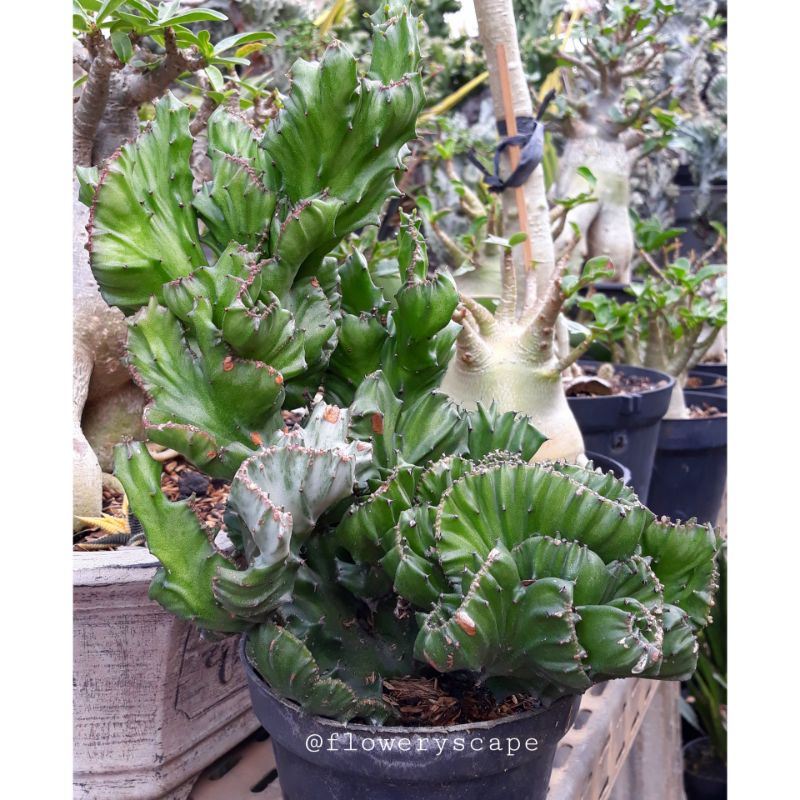 Kaktus euphorbia lactea cristata