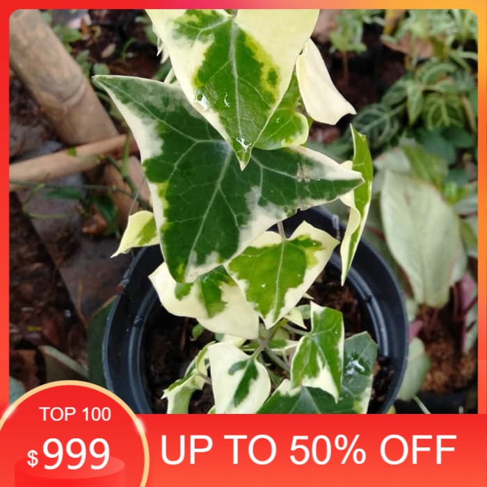 MURAH      tanaman hias evy varigata - tanaman gantung Terbaru / Terlaris