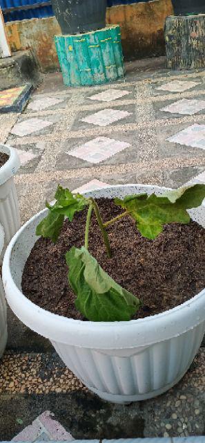 Pohon Tekokak / Rembang - Bibit Tanaman Pohon Rimbang / Tekokak