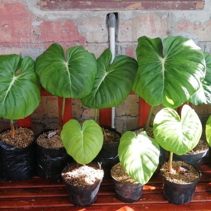 Jual tanaman hias philodendron pastazanum - Philodendron mcdowell _ MURAHH