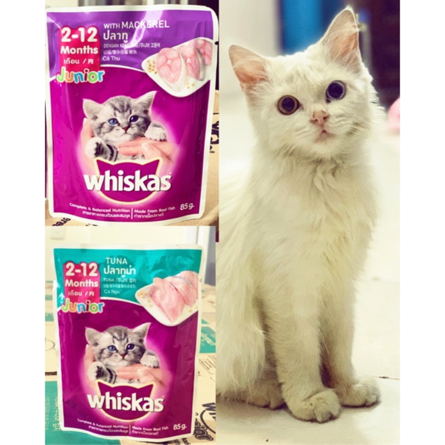 Whiskas Junior Makanan Anak Kucing Usia 2 12 Bulan Shopee Indonesia