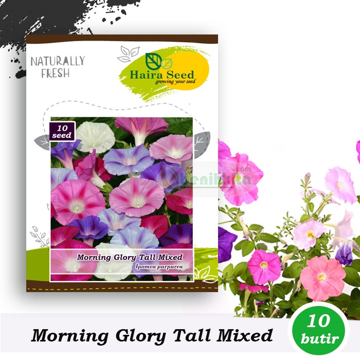 Benih-Bibit Bunga Morning Glory Tall Mix (Haira Seed)