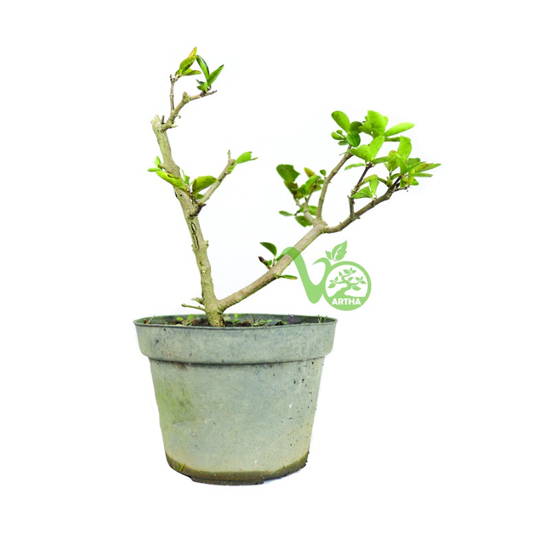 Bibit Bonsai Sianci