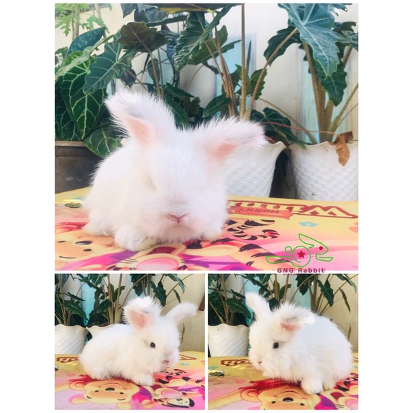 Termurah Kelinci Ras/Hias English Anggora