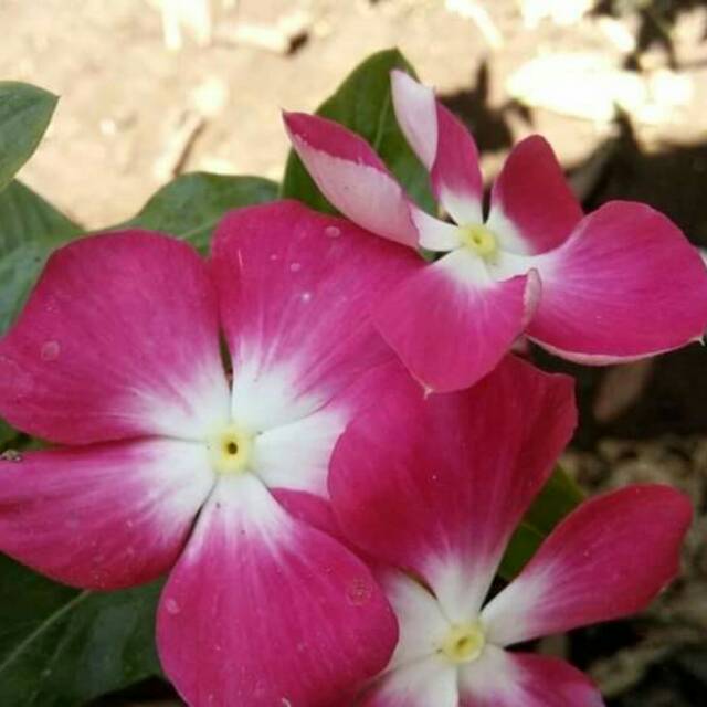 Vinca gantung G22..vinca.vinca mix warna.vinca exotic..vinca.bunga vinca tegak.benih vinca.vinca teg