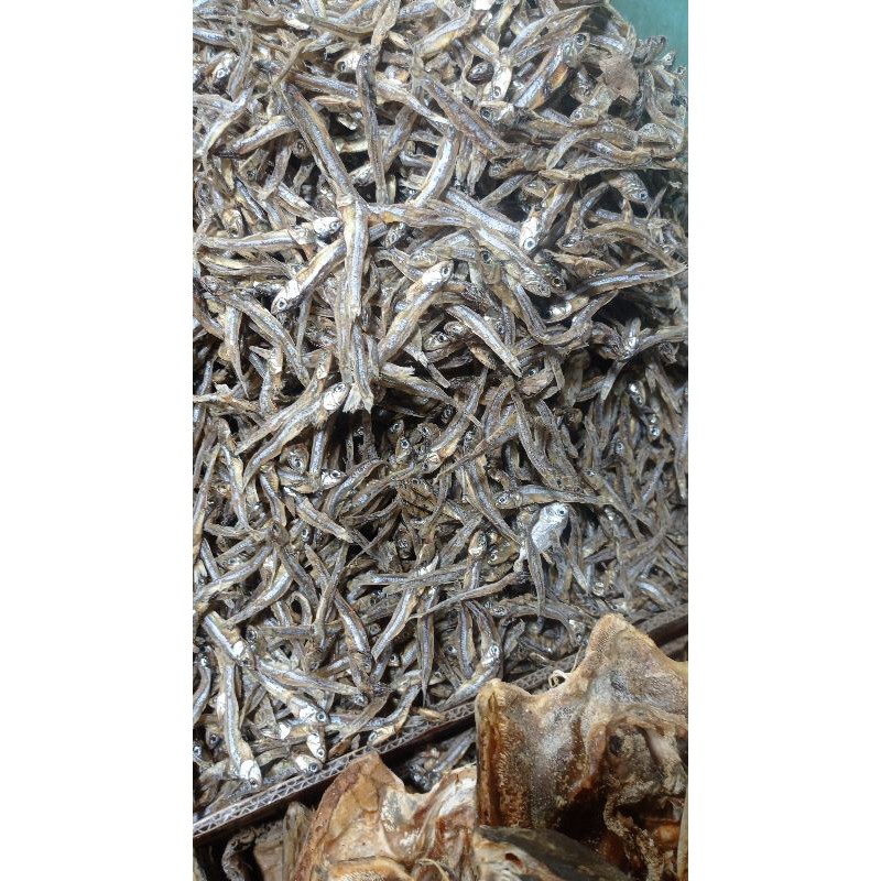 

ikan belang kecil tawar