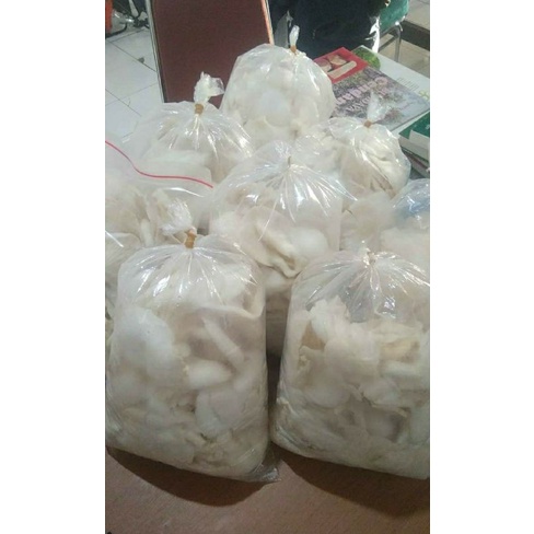 

JAMUR TIRAM SEGAR