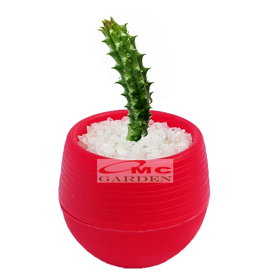 Tanaman Hias Sukulen Sekulen Mini Succulent Kaktus plus Pot Bola Warna SKLN-026-030