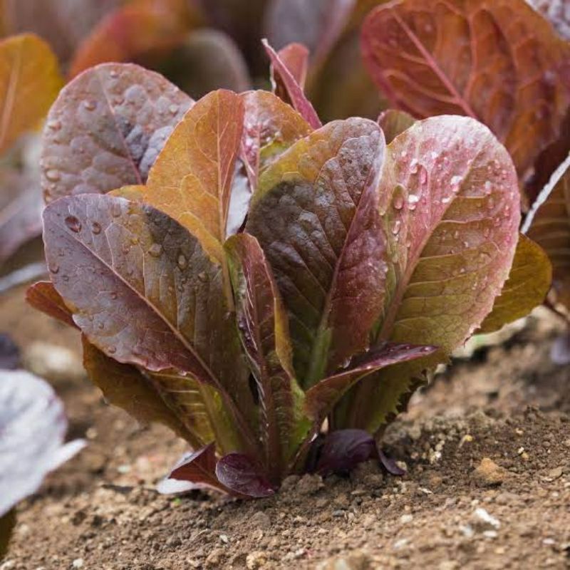 benih SELADA RED ROMAINE isi 50 biji