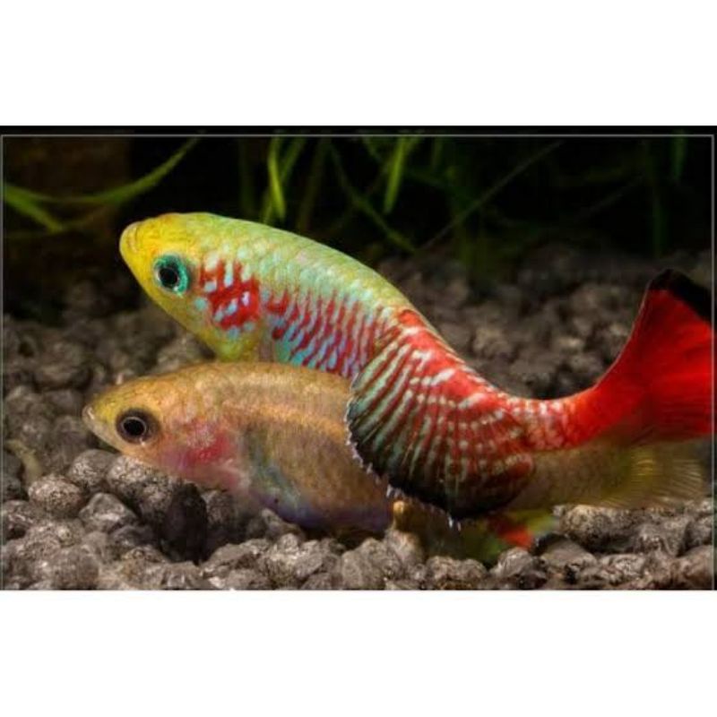 Ikan Killifish guentheri red