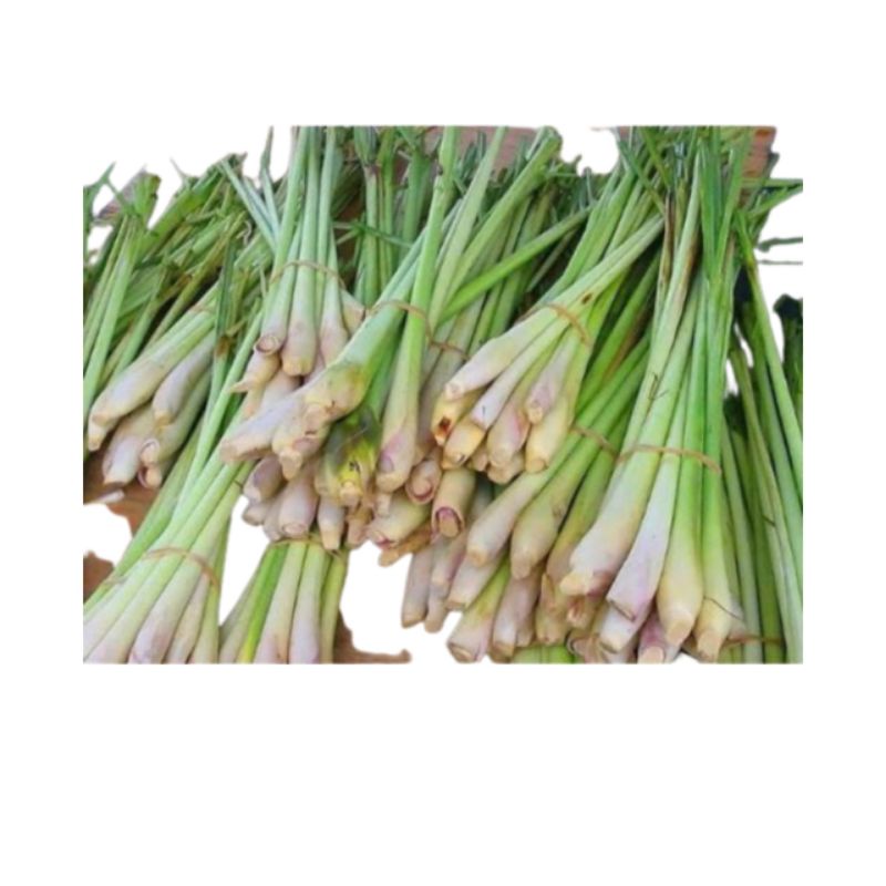 

Serai Wangi Bumbu Masak 500 Gram Untuk Bahan Memasak
