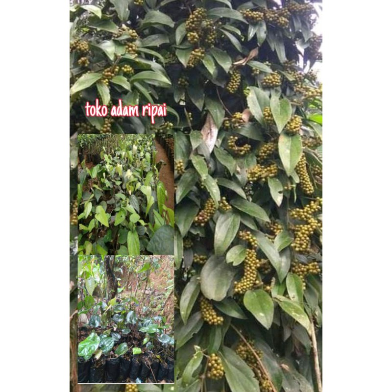 Tanaman bibit kemukus rinu super bibit/ bukan stek