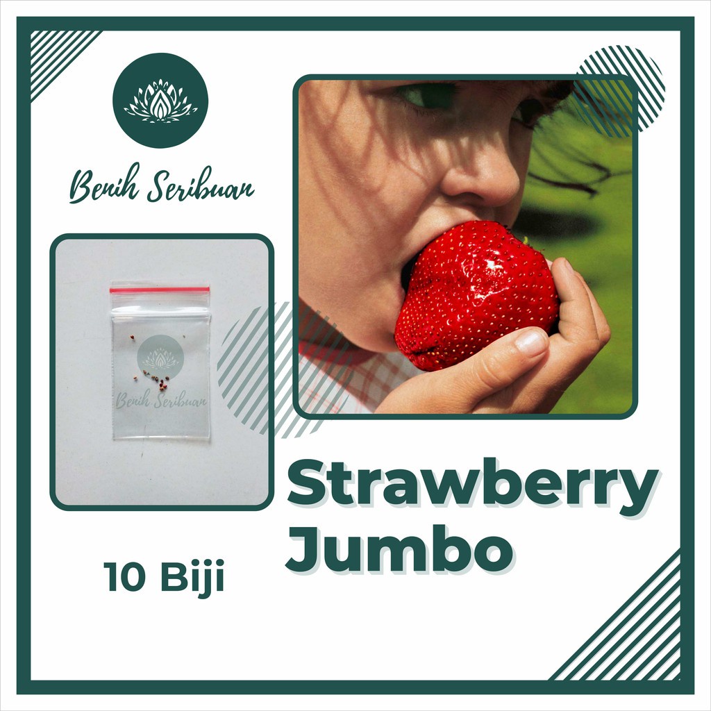 Bibit Strawberry Jumbo - 10 Benih Buah Stroberi Giant Super Besar Strowbery California Premium