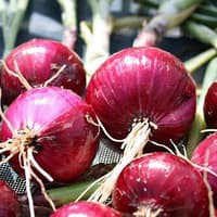 Benih Bibit Biji - Onion Red Burgundy Bawang Bombay Merah Ungu Seeds - IMPORT