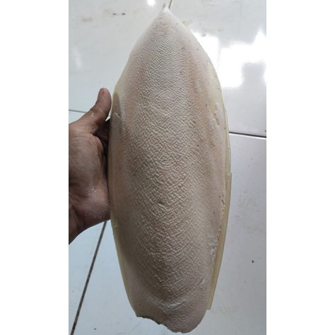 Tulang Sotong Cumi Untuk Burung Paruh Bengkok Lb super jumbo
