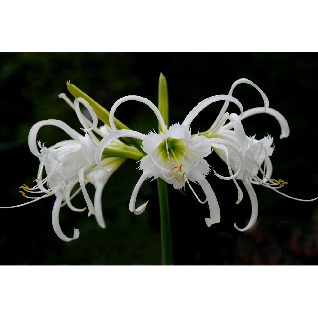 Spider lilies m4a4 фото 95