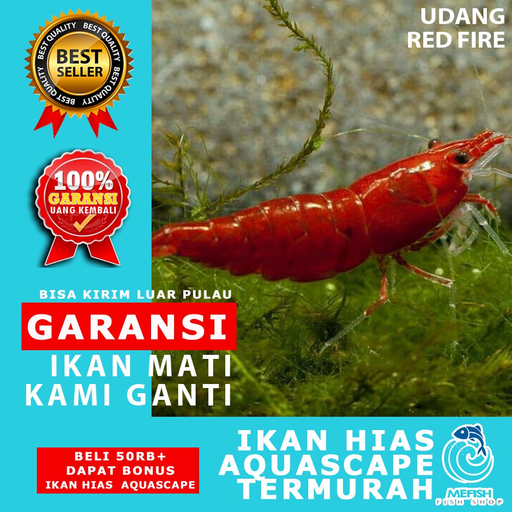 Udang Aquascape / Udang Hias Aquascape / Udang Hias Aquarium - MEFISH_ID ( RED FIRE )