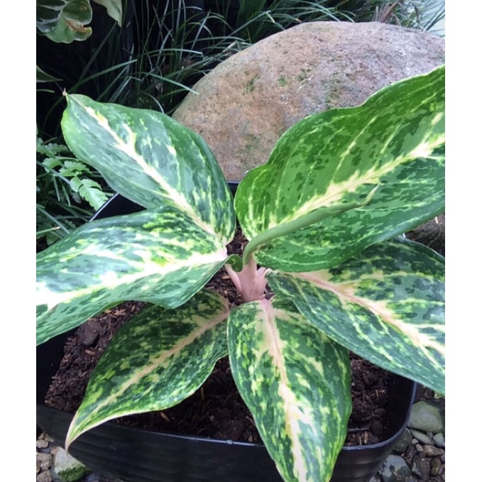 aglaonema butterfly white