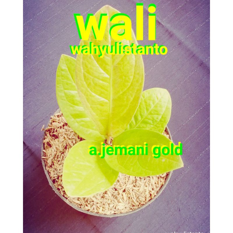 Anturium jemani golden jaipong daun 4,5 sehat