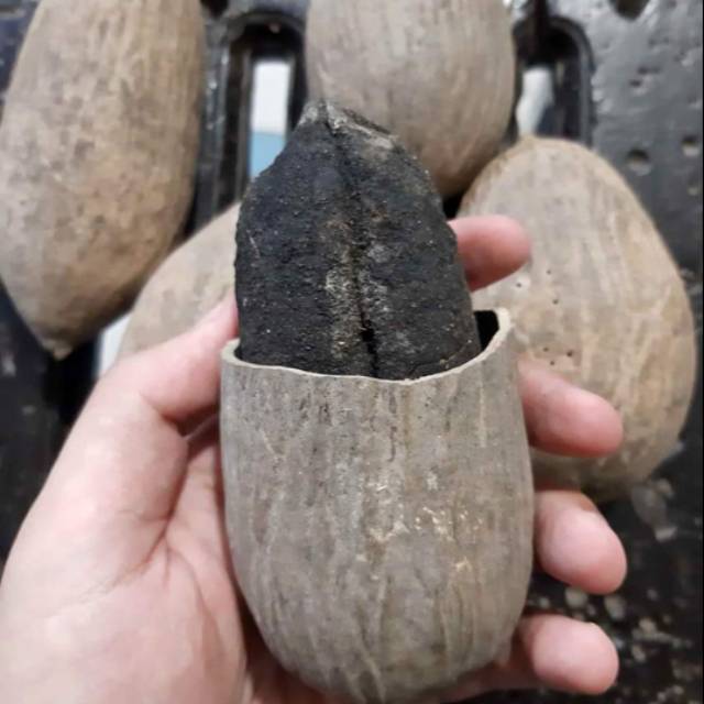 Biji Buah Ulin - Biji pohon kayu ulin dari hutan kalimantan