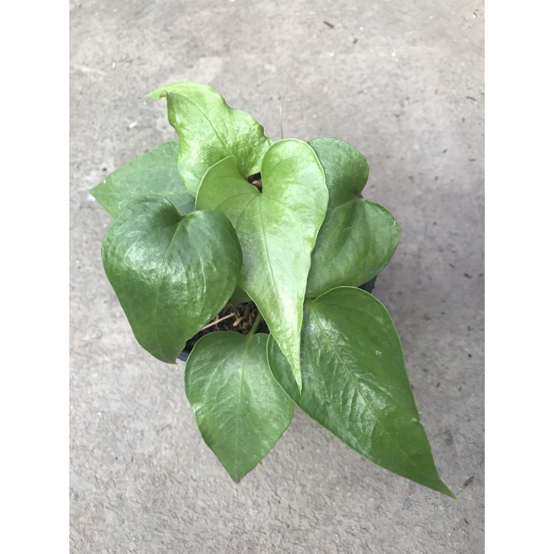 anthurium corong x garuda