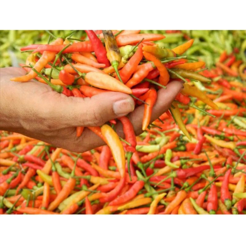 

Rawit merah 1kg