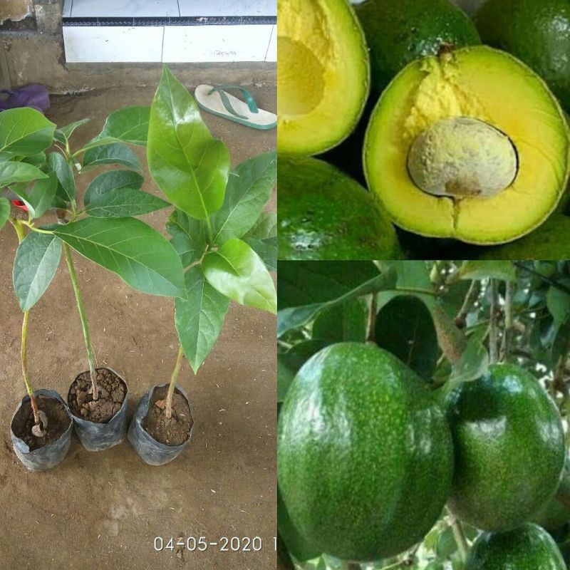 Bibit Alpukat Markus Super Jumbo Okulasi
