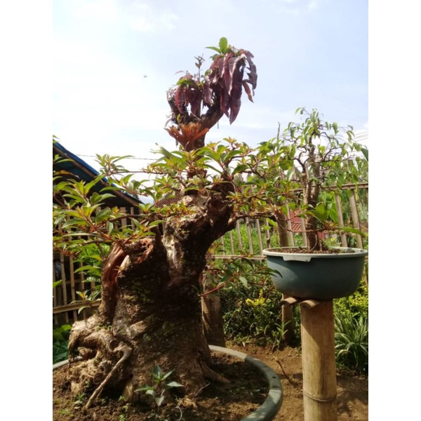 Bahan bonsai pusaka