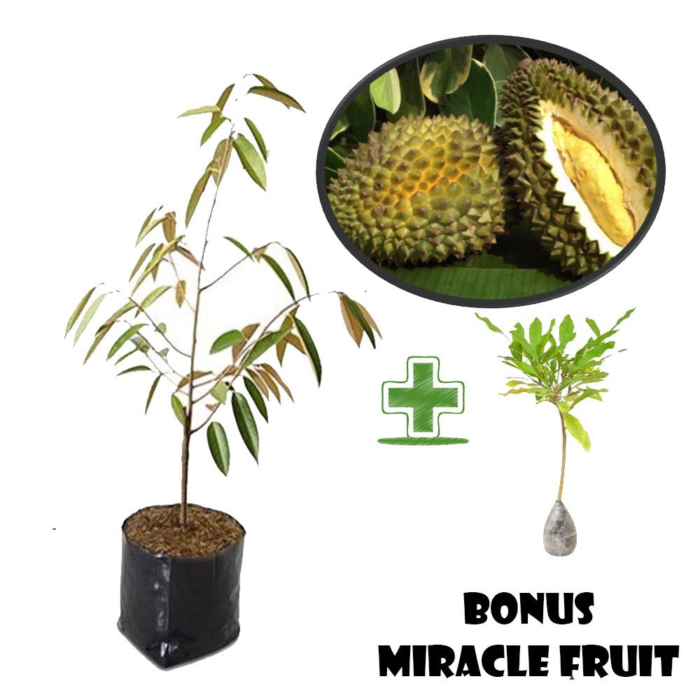 Bibit Durian Kani Atau Chanee BONUS Miracle Fruit