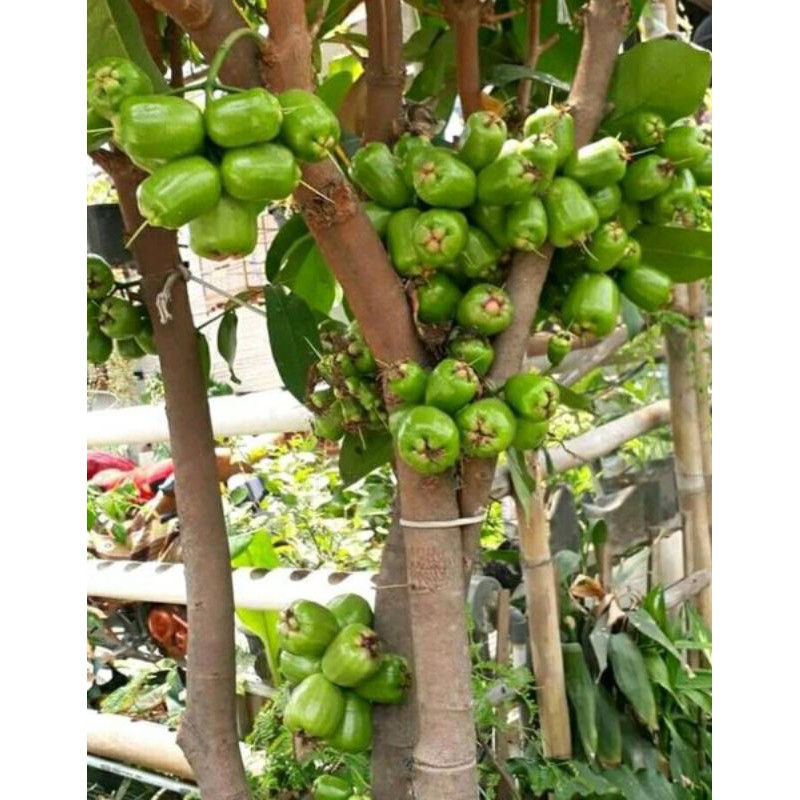 bibit jambu air kiojok 70 cm Cepat berbuah