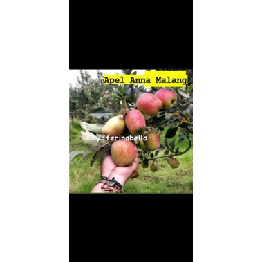 

Apel Anna Khas Malang 500gram