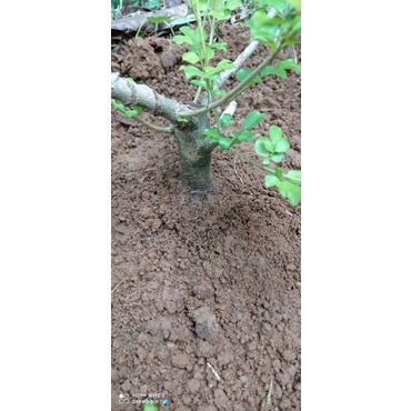 BIBIT TAUSI KALIMANTAN BAHAN BONSAI TERPROGRAM