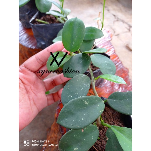 Hoya Obovata Splash