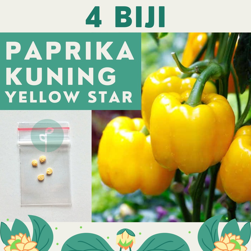 Jual 4 Benih Bibit Paprika Kuning Yellow Star F1 Hibrida Super Sweet Pepper Bell Known You Seed