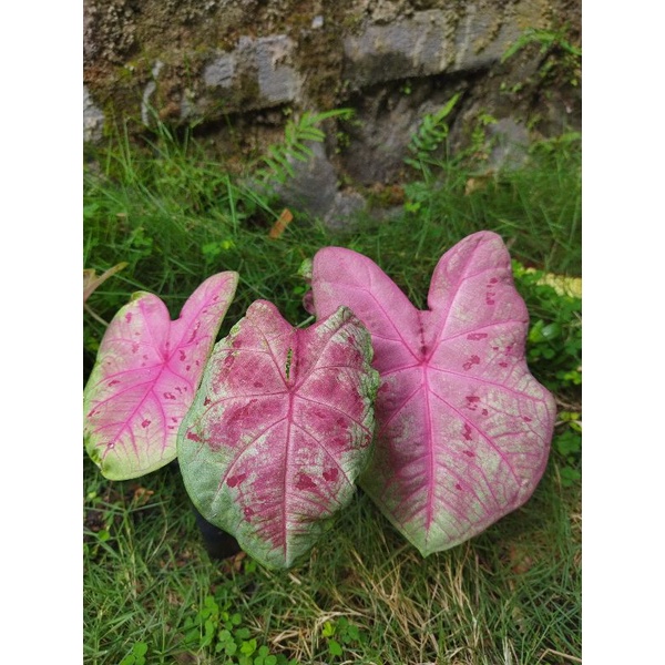 caladium sexy pink keladi sexy pink