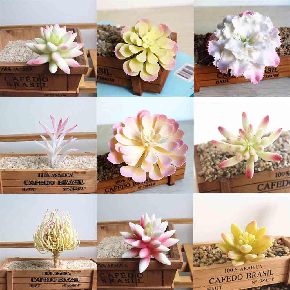 Terpopuler 16 Penjual Succulents Indonesia 