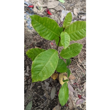 Bibit Petrea Putih ( Petrea volubilis syn) -  Bunga Patrea Putih/White Patrea Petrea Volubilis - tanaman bunga