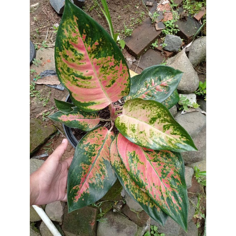 Kochin Tembaga Indukan