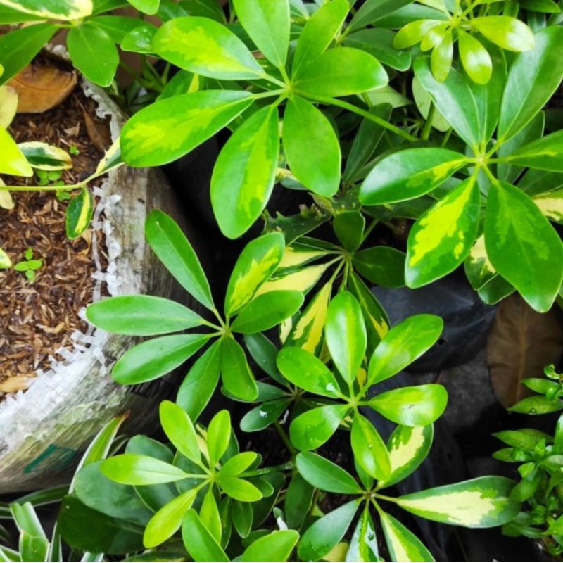 TANAMAN HIAS WALI SONGO/POHON WALI SONGO