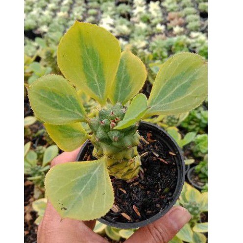 Euphorbia Ritchiei varigata