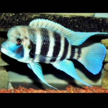 Frontosa Kigoma Cichlid 7 Bar Stripes Tanganyika