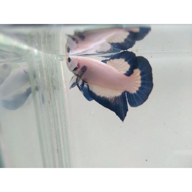 cupang hias blue rim