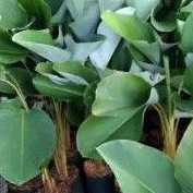 Tanaman pisang calatea - calatea pisang betet