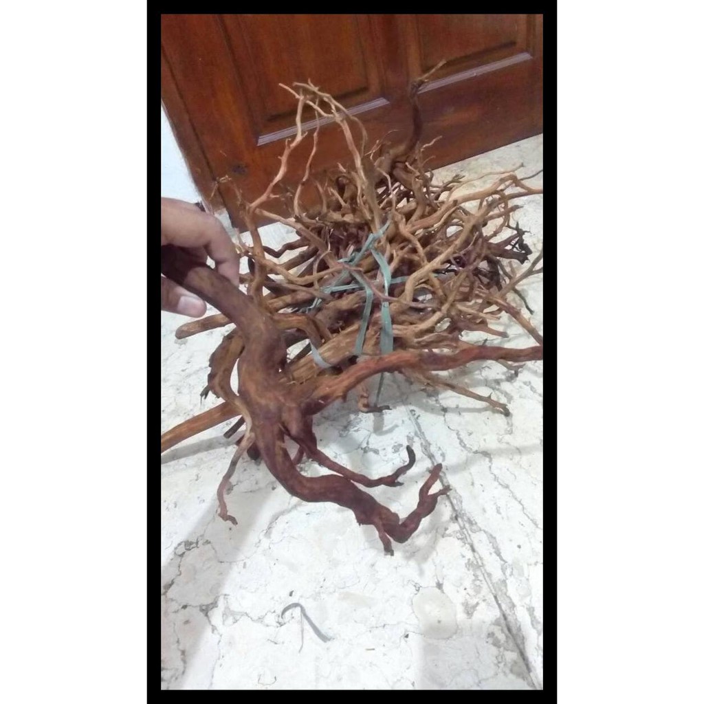 Kayu Aquascape Akar Rasamala Kupas Jual Murah